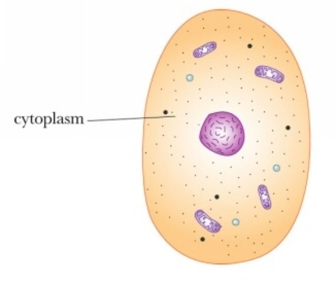 citoplazmi